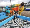 Морські профспілки АТР підбили підсумки тижня дій